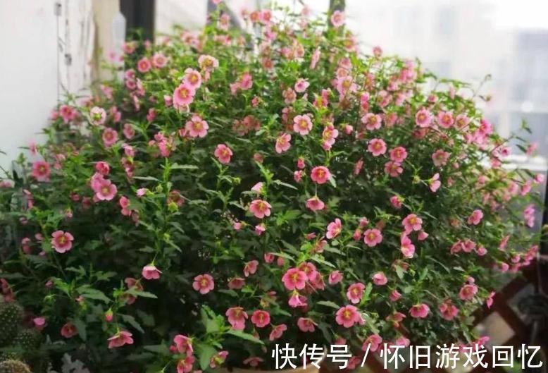 冬季养小木槿,想平稳过渡就该注意这4点,保来年开花更多