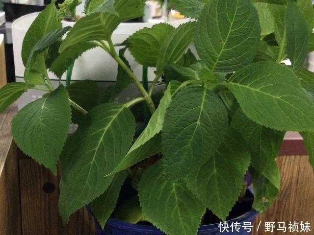 叶子|6种花一天不浇水,叶子就耷拉,缺水3天就死翘