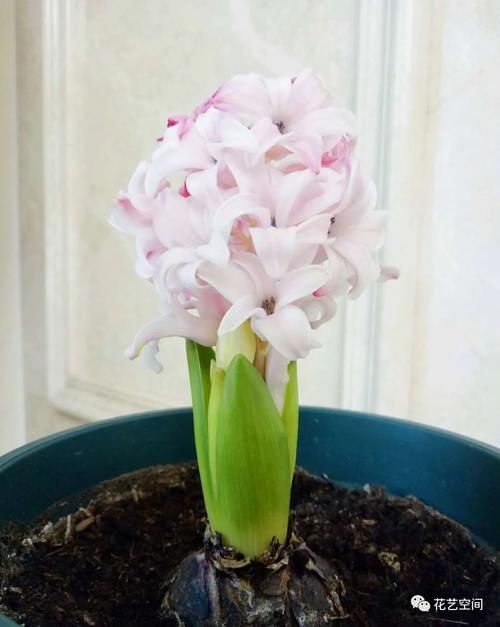 风信子怎么养才能开出大花团？这三点最重要！