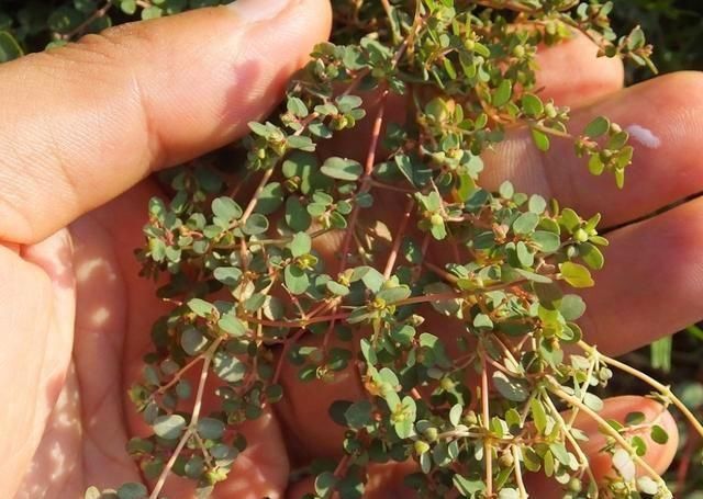 血见愁|农村有1“血见愁”,最爱住墙角,遇上可别小瞧,是珍贵中草药