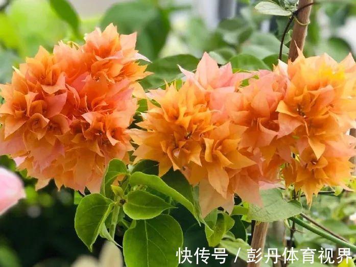 叶子|十月养这花,撸叶子、少浇水,10天冒出大花苞!