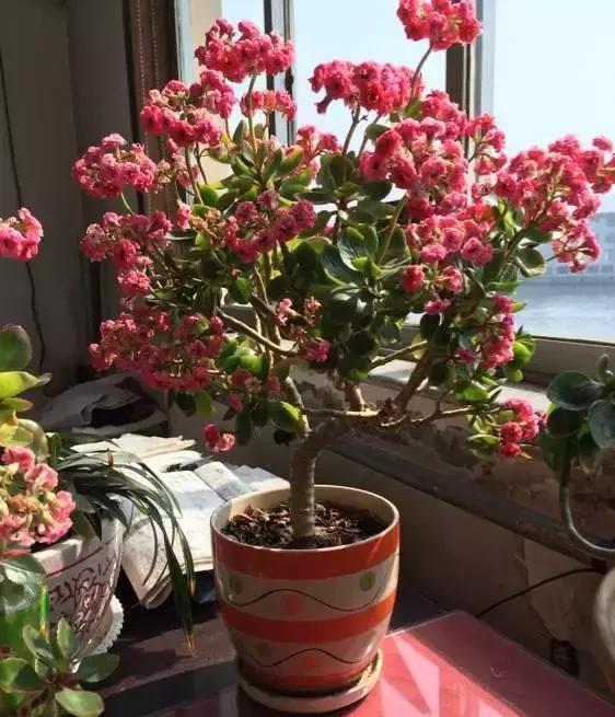 玉树|花市3种花,看似普通,大爷养几年,盆盆都“金贵”,10000