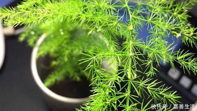 文竹里面加一种东西,养得又绿又健康!先收藏以后用得上!