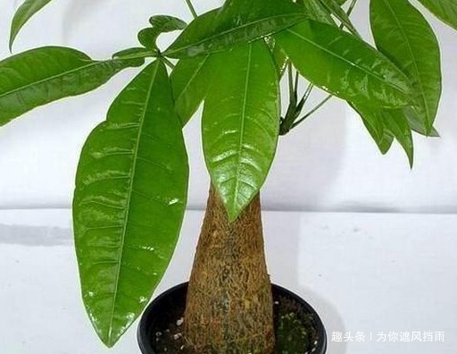 新房|这三种绿植新房必备，甲醛病菌全没了，守护健康无忧