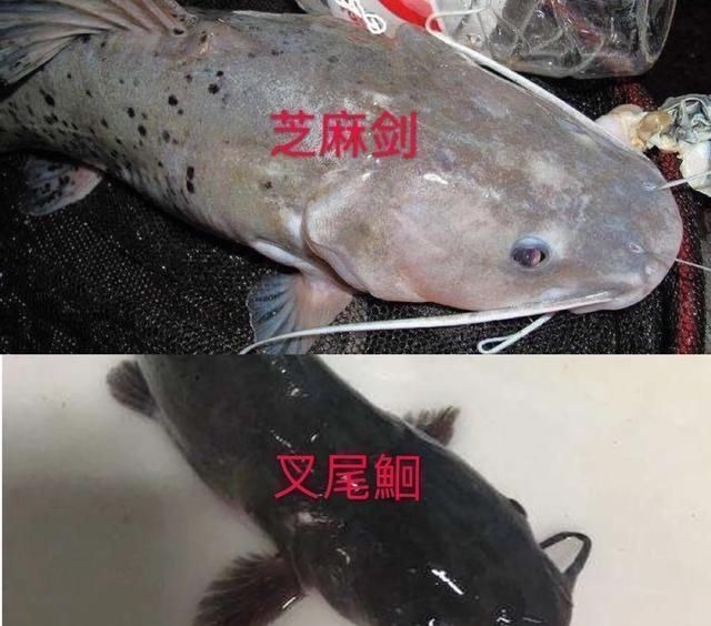 这种是我国最贵的淡水鱼品种之一,很多人即使钓到都舍不得吃