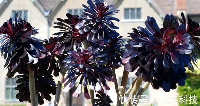 要点|60种多肉图鉴及养护要点,1分钟学会,超全超实用!