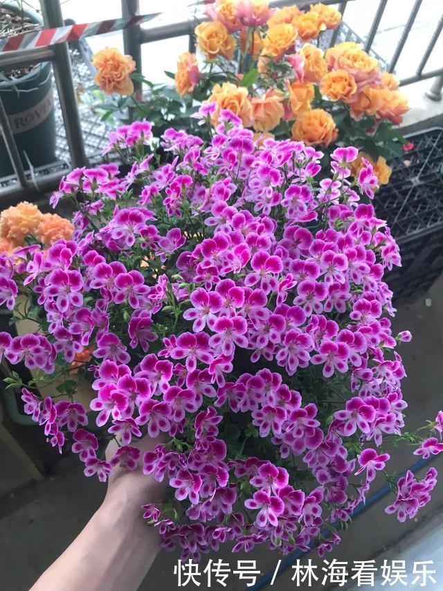 肥料|淘米水、羊粪水都不如2种肥,啥花都通用,养啥花爆啥花