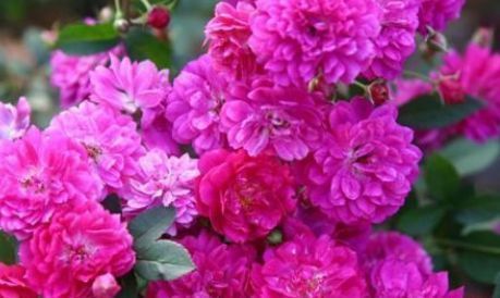 新手养花,不如养盆花中精品“甜蜜马车”,繁花爆盆,艳压群芳