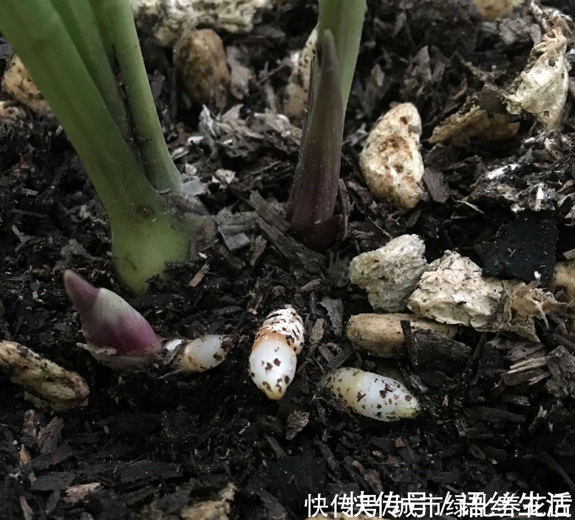 兰花|兰花的粗壮根为什么往天上长而不是往盆底扎?