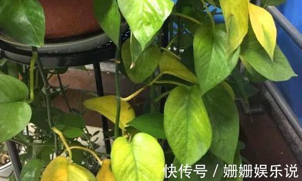 花草生虫害该如何解决学会''3种灰''的用法，养花不再头疼