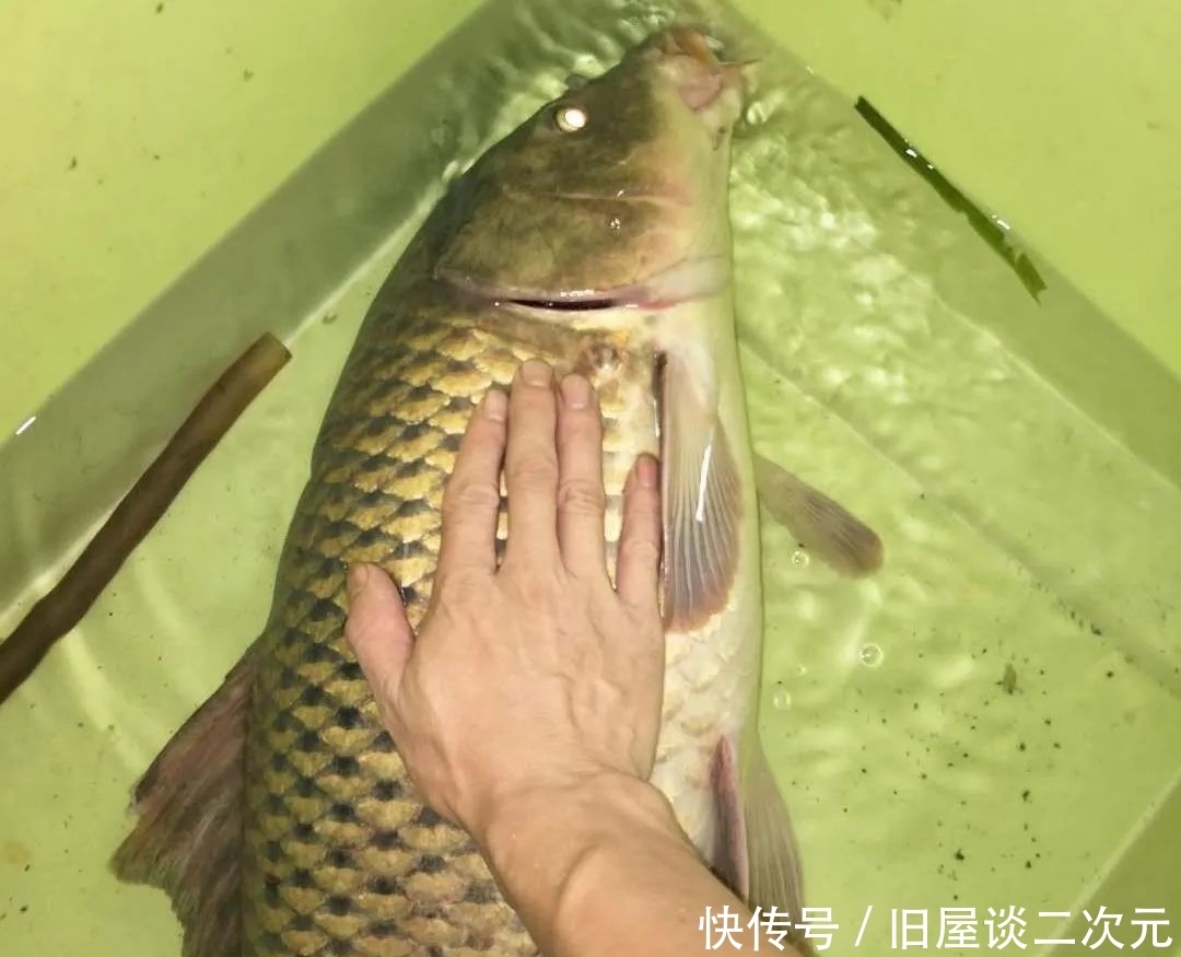 别再问野钓用什么线组!只要鱼够多,大力马照样连杆上