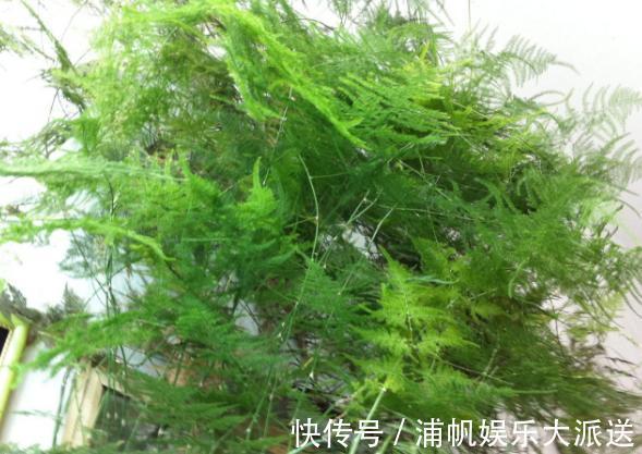 维生素c|家庭养文竹,用对这3样东西,根叶越长越旺盛繁茂