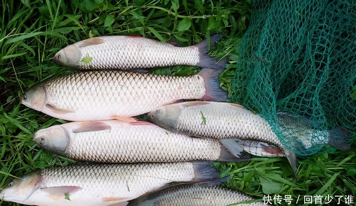 这两种钓法专门钓草鱼，不怎么费力，草鱼很容易就上钩了