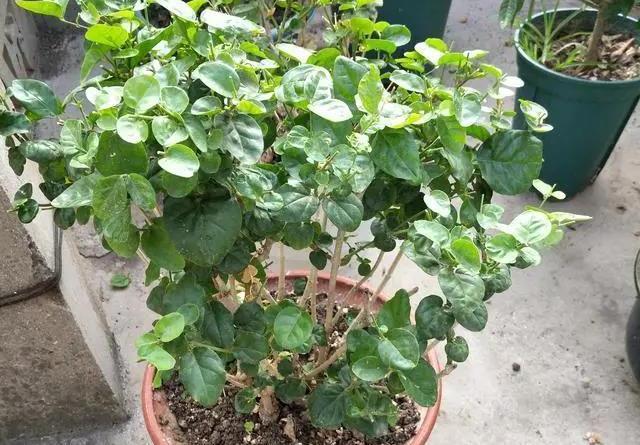 花期|茉莉花的修剪工作分成3个阶段,掌握好修剪技巧,花开满枝头