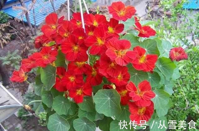 叶片|有种花比吊兰好养,叶片比荷叶好看,冬季也开花