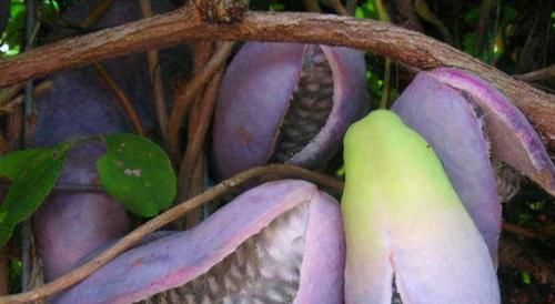 女性不想满脸皱纹，推荐多吃3种食物，养护血管，有益健康！