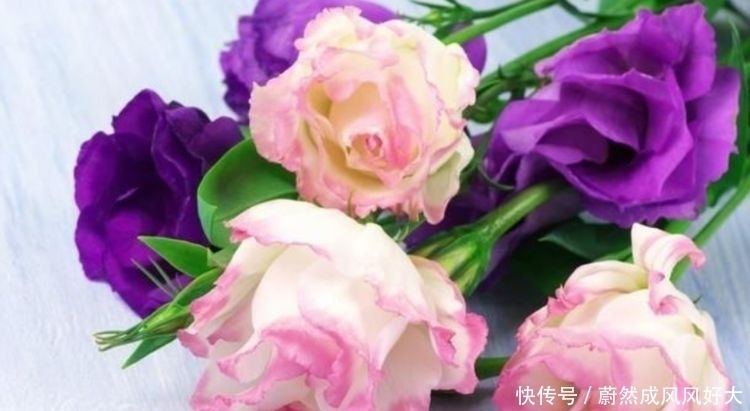 4种花好养易活,开花漂亮爱爆盆,一养就上瘾