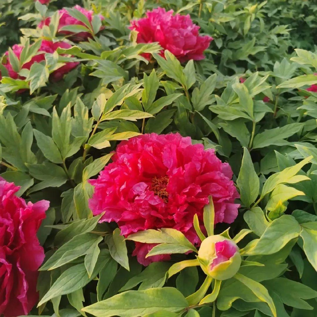 品种|这花只能秋天养，埋土里就活，晚了再等一整年！