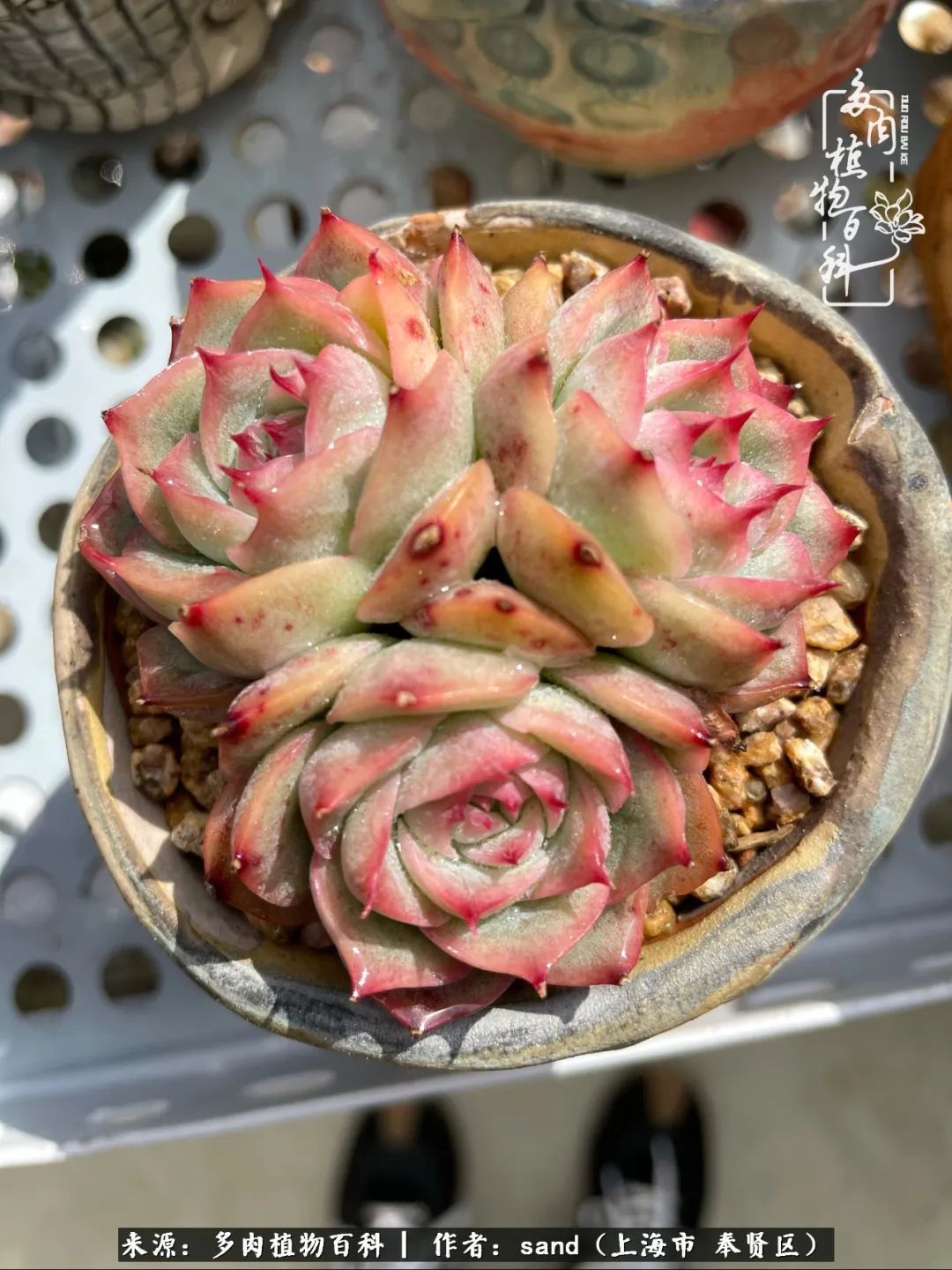 带着200多盆多肉，三个月搬两次家，是一种怎样的体验