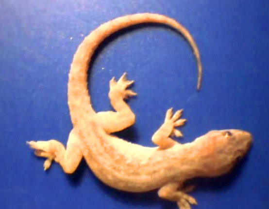 你的下酒菜是什么,看看下面7个下酒菜,知道4个不是酒鬼就是酒仙