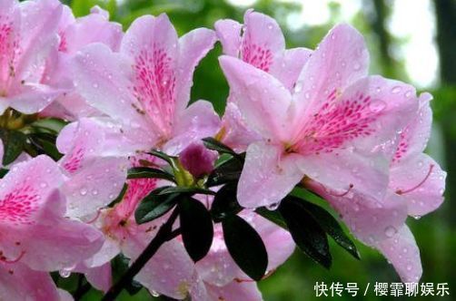 适合养在阳台的几款花卉,新手也能养爆盆,沾点水就疯长