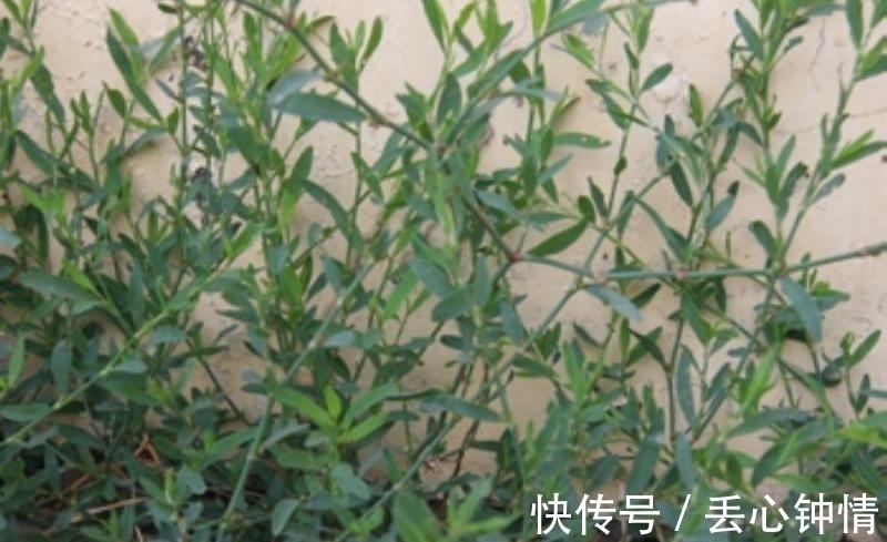 西洋参|土人参,具有滋补强壮作用,根、叶也可做菜食用。