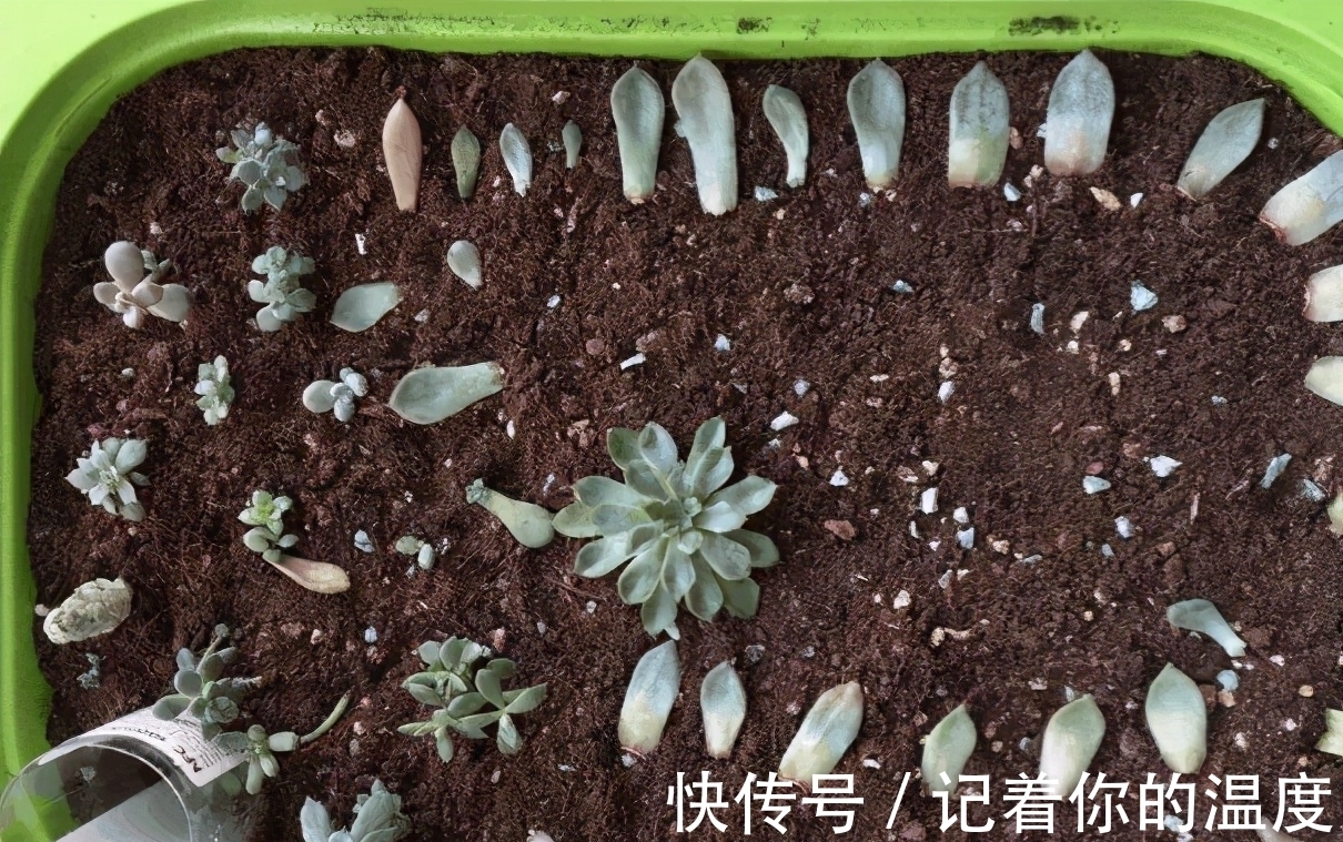 多肉叶子想长成小苗,为养花人,上盆前后要多提防“不当之举”