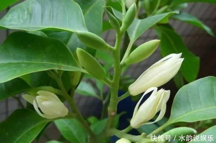 养花就养这几款,全年开花不停,沾点水就疯长,开花勤还爱爆盆