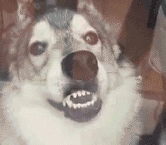 |搞笑GIF图:美女刚睡醒的样子vs你刚睡醒的样子!