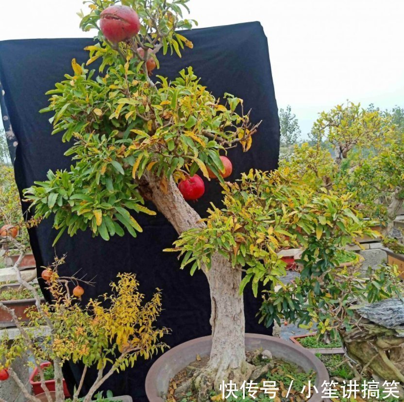 盆栽|盆栽石榴模样土？少了修剪这一步，咔嚓咔嚓，高大上