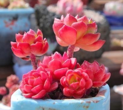 多肉植物|温度低多肉不生长？给它做4步，反而养出“美肉肉”，直接出状态