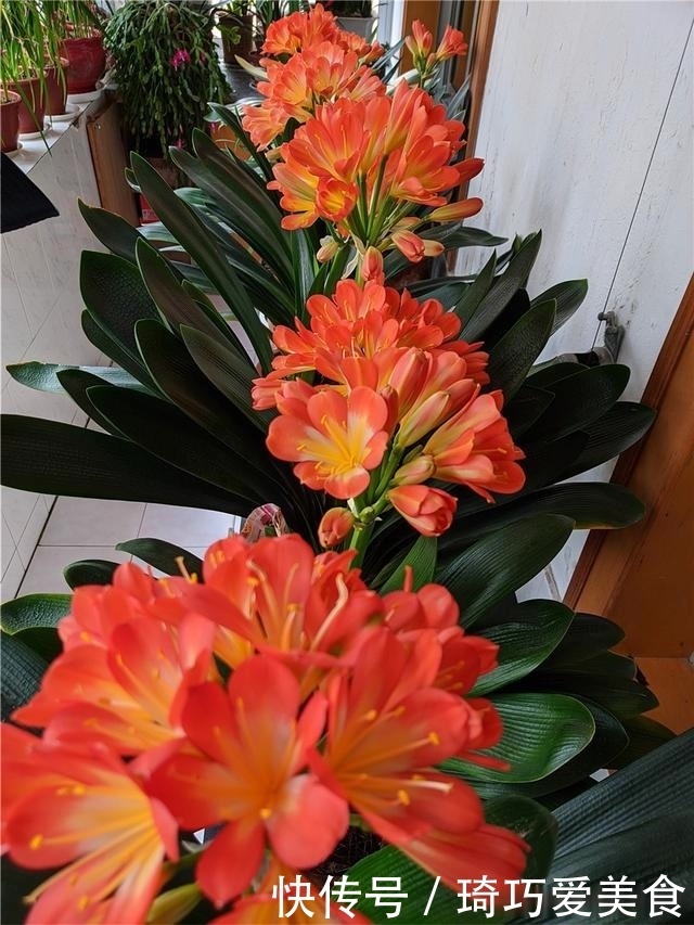 君子兰肥足长得壮,4种“肥水”轮着浇,10枝花箭一起蹿出来