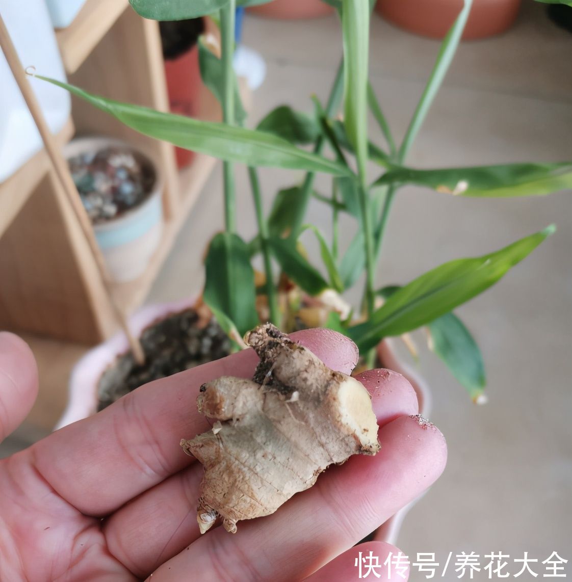 绿植|一块生姜埋土里，长出“姜崽芽”，两个月能长1米高