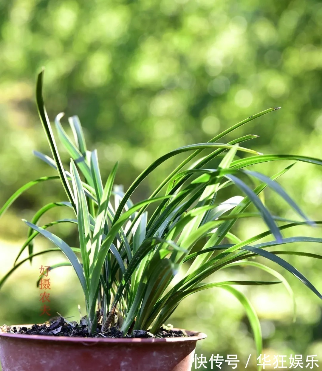 炭疽病|养兰花,比软腐病威胁更大的,是容易治好的炭疽病