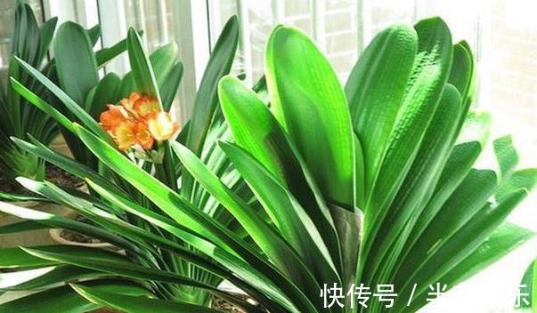 激素性|君子兰“开花”讲究大,好好催一催,接着冒花箭,花比拳头大