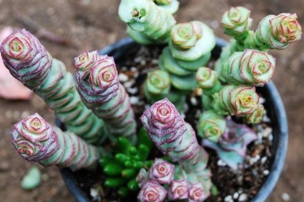 给钱串子换盆是有技巧的，切记避开这个时间点，十天长成小森林