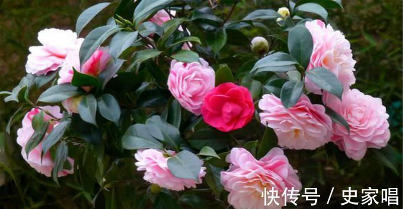 刚种的茶花,没几天就黄叶落蕾了,多半这事做错了