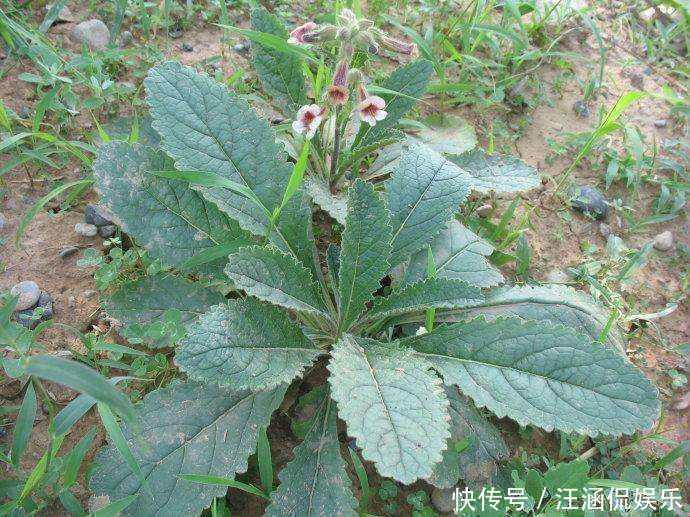 生地|农村这种野草,李时珍称它“服之面如桃花,轻身不老”!你见过么