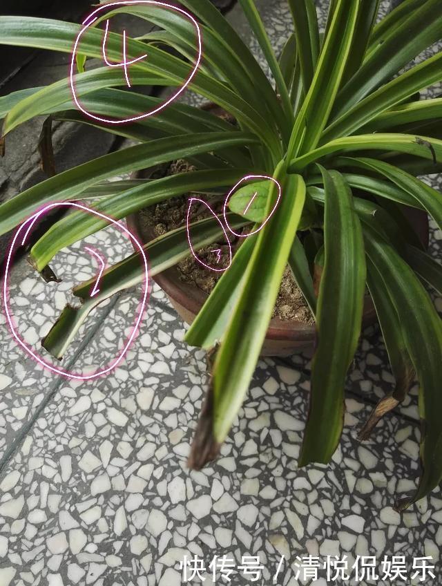 吊兰|金边吊兰叶子发软不挺拔，修修剪剪换个盆，一个月爆盆不是事