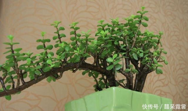 金枝玉叶的养护方法,赶快收藏了吧!