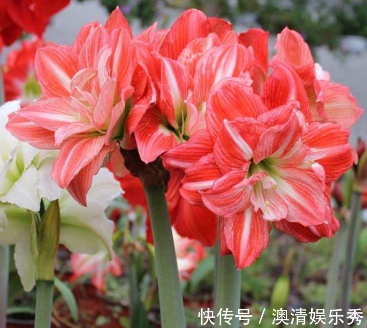 浇水|3种花养在家里,一整年都有好运气,开花漂亮财运来,一养就上瘾