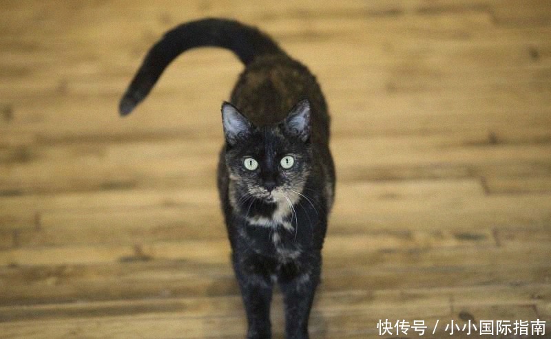 发现|哈萨克斯坦发现丝路上最早的家猫,见证游牧与都会文化交流