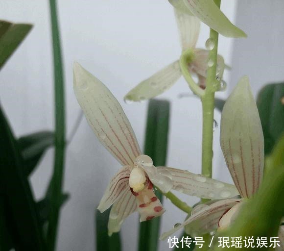 兰花不开花,反而焦叶,几个办法瞬间绿油油