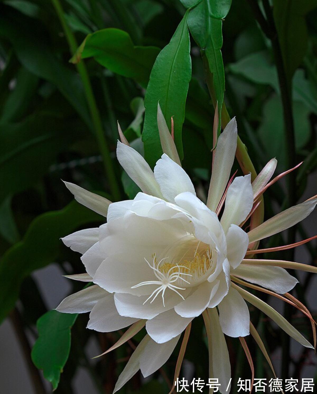 磷酸二氢钾|4种漂亮花，下个月就开花，现在别“瞎修剪”，耽误一年开花量