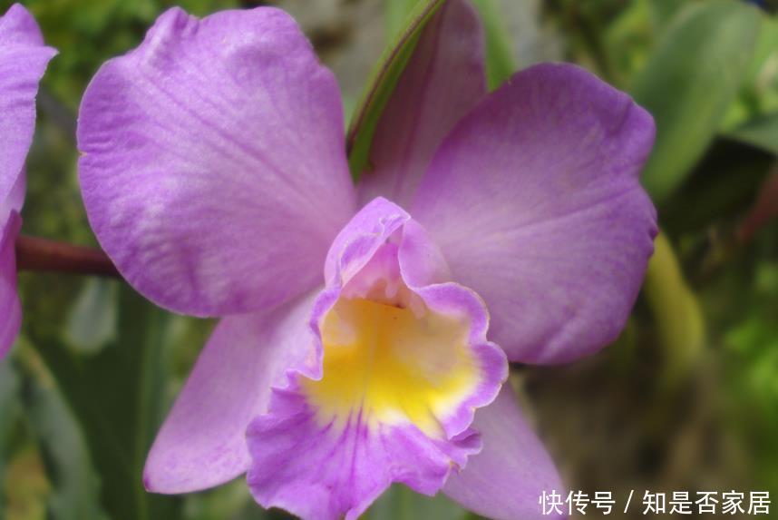 高雅|兰花品质高雅深受大家喜欢,这6种不常见的稀有兰花,你养过吗?