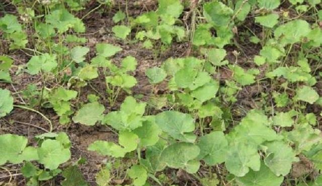 药草|乡下此药草,人称“解毒王”,可惜农民不识当它是野草,错过1宝