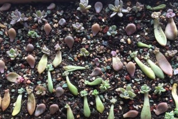 多肉不用买，摘下叶片放“土里”，生根发芽特别快，轻松长满盆！