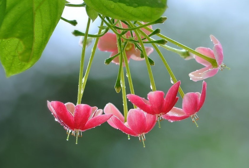 墙头几株“使君子”,垂头羞红惹人爱!花儿有红有粉,最是漂亮!