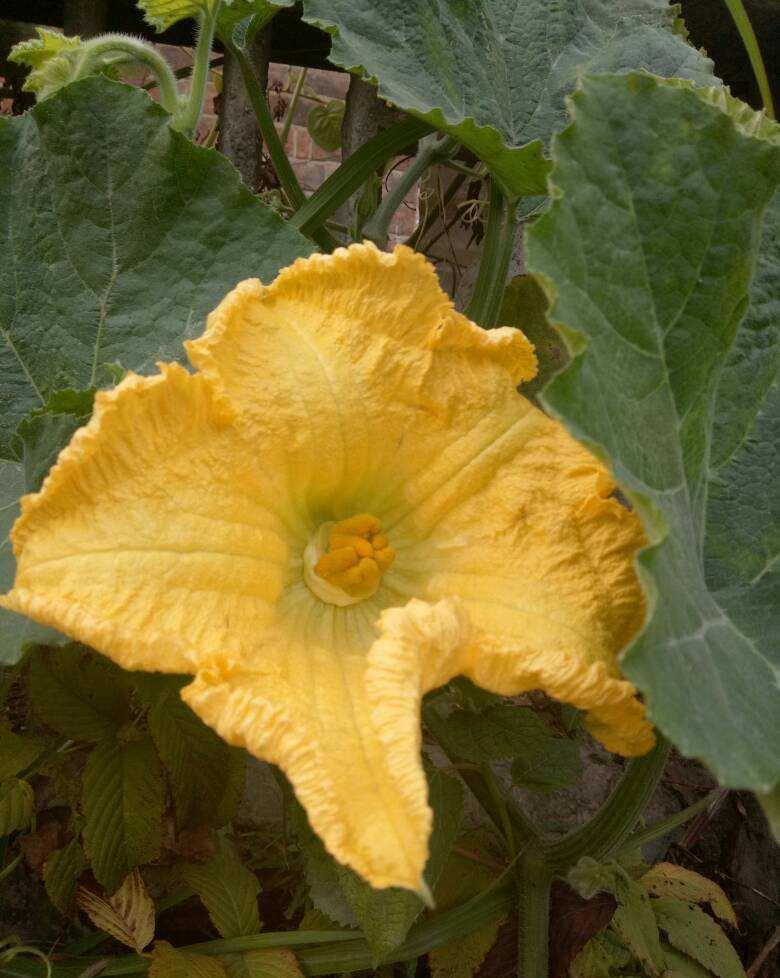 农村常见的花,摘下来还能做菜吃,味道比鸡肉还鲜美