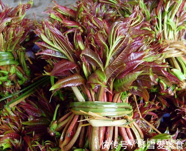 香椿芽|春天吃野菜,春芽最好吃,7种树上的春芽,好吃又营养,你可吃过